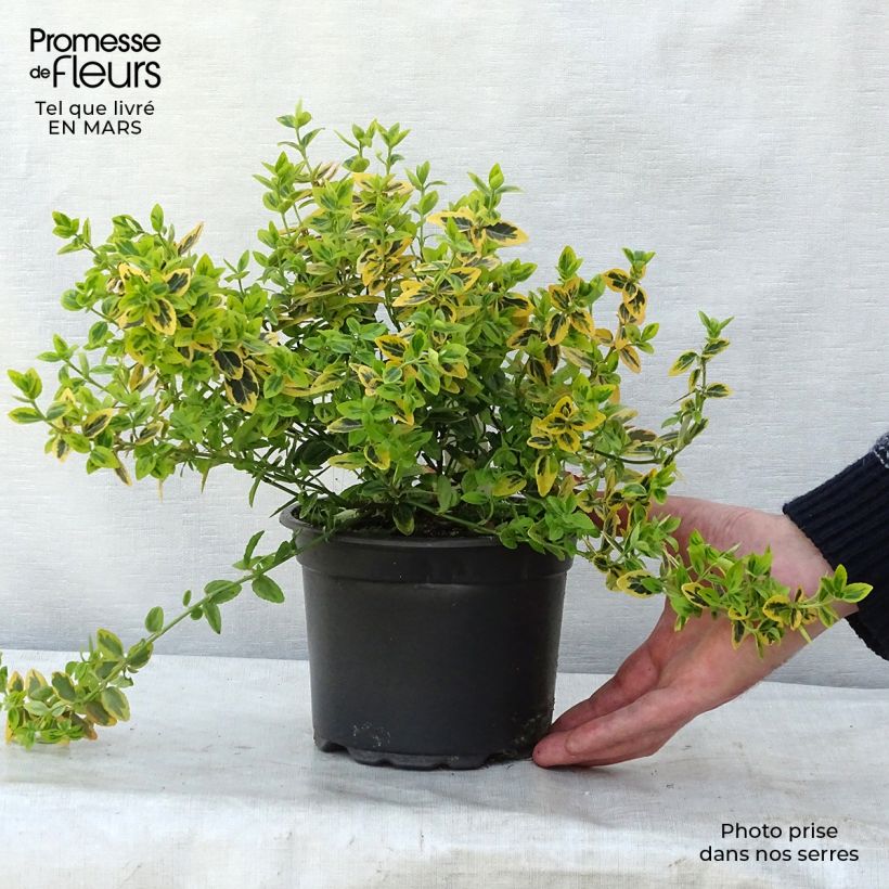 Spécimen de Euonymus fortunei Emerald 'n gold - Fusain Pot de 2L/3L tel que livré au printemps
