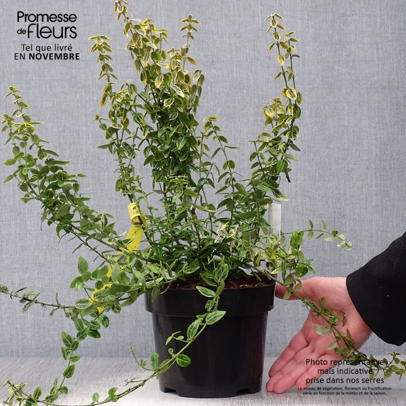 Spécimen de Euonymus fortunei Emerald 'n gold - Fusain Pot de 2L/3L tel que livré en automne