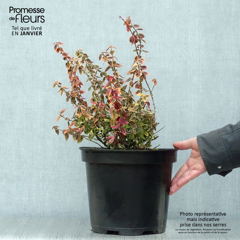 Spécimen de Euonymus fortunei Emerald 'n gold - Fusain Pot de 4L/5L tel que livré en hiver