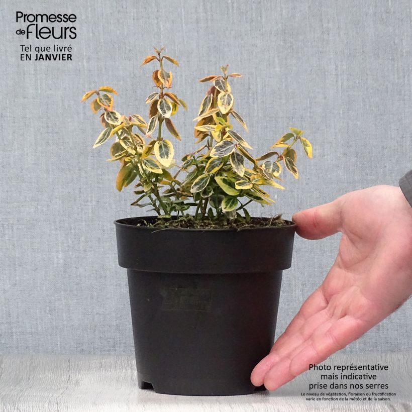 Spécimen de Euonymus fortunei Emerald 'n gold - Fusain Pot de 1L/1,5L tel que livré en hiver
