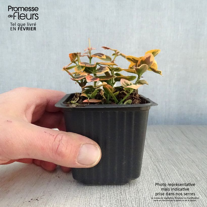 Spécimen de Euonymus fortunei Emerald 'n gold - Fusain Godet de 8/9 cm tel que livré en hiver