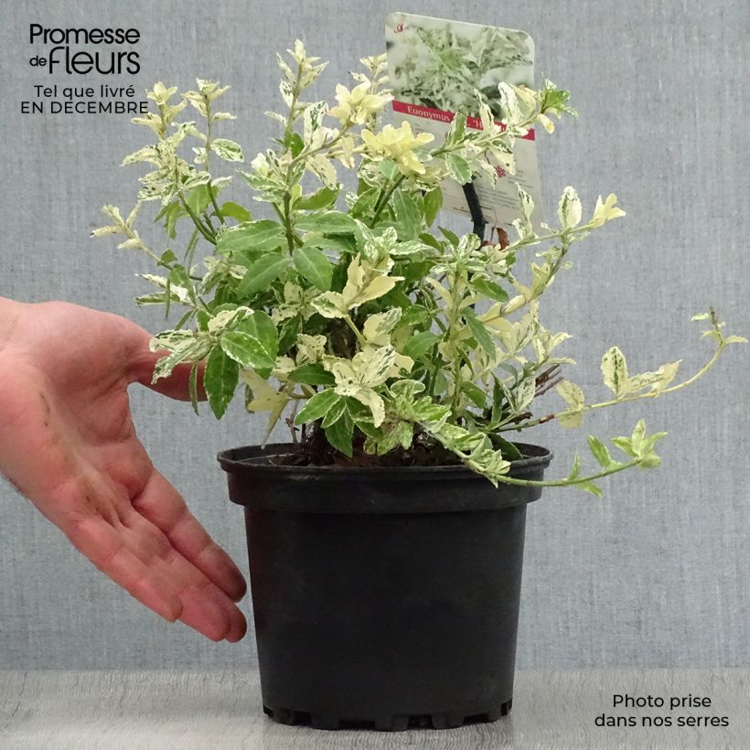 Spécimen de Euonymus fortunei Harlequin - Fusain persistant panaché Pot de 2L/3L tel que livré en hiver