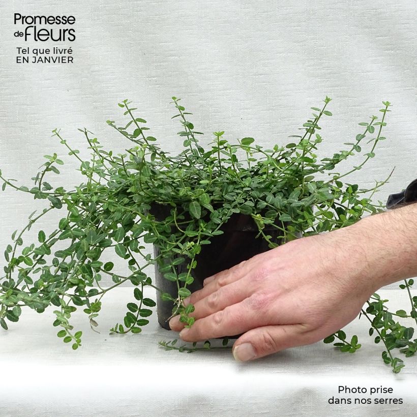 Spécimen de Euonymus fortunei Minimus - Fusain persistant Pot de 2L/3L tel que livré en hiver