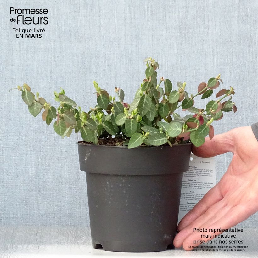 Spécimen de Euonymus fortunei Radicans - Fusain rampant Pot de 1L/1,5L tel que livré au printemps