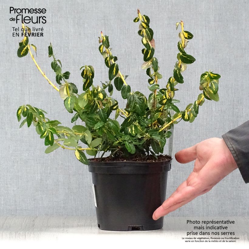 Spécimen de Euonymus fortunei  Sunspot - Fusain persistant Pot de 2L/3L tel que livré en hiver