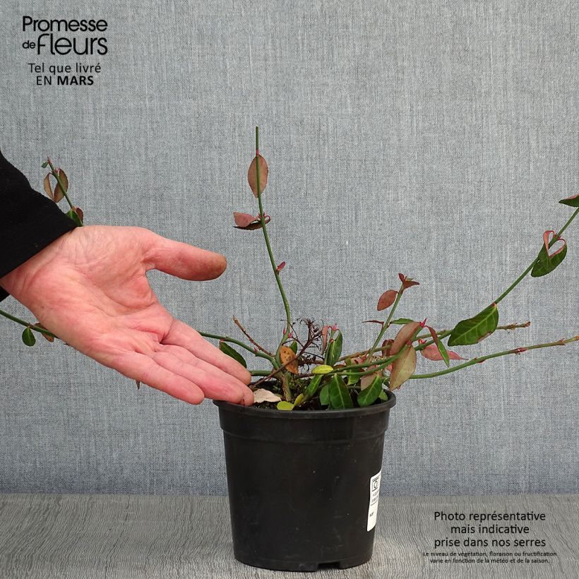 Spécimen de Euonymus fortunei Tustin - Fusain nain persistant. Pot de 1L/1,5L tel que livré en hiver