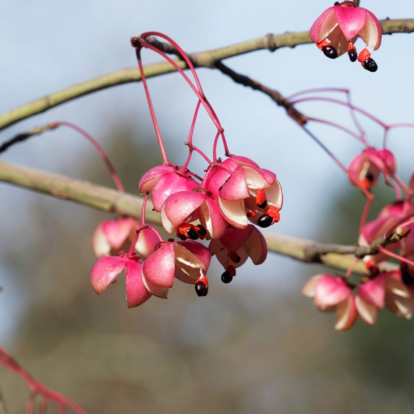 Euonymus grandiflorus Red Wine - fusain (Récolte)