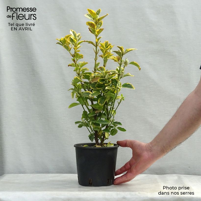Spécimen de Euonymus japonicus Aureomarginatus - Fusain du Japon Pot de 2L/3L tel que livré au printemps