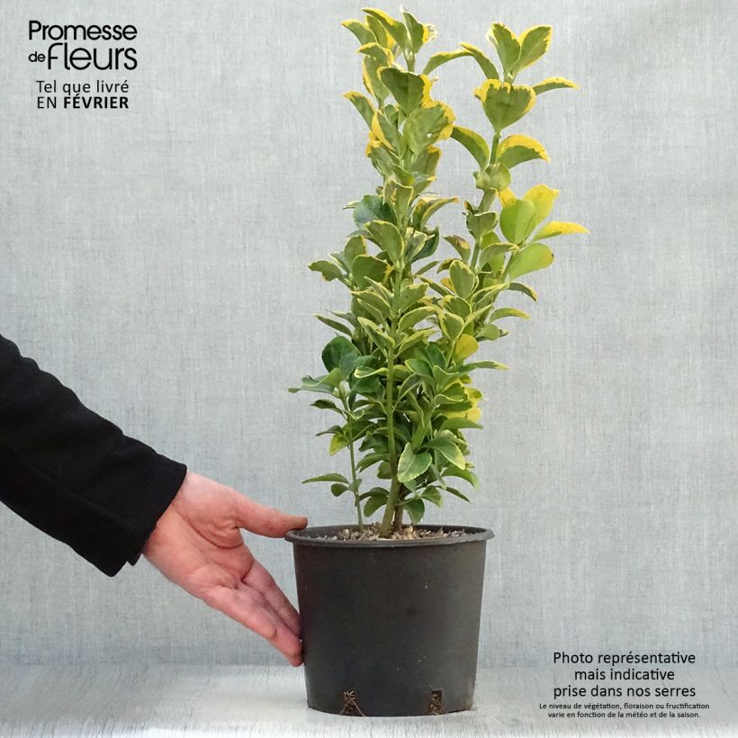 Spécimen de Euonymus japonicus Aureomarginatus - Fusain du Japon Pot de 2L/3L tel que livré en hiver
