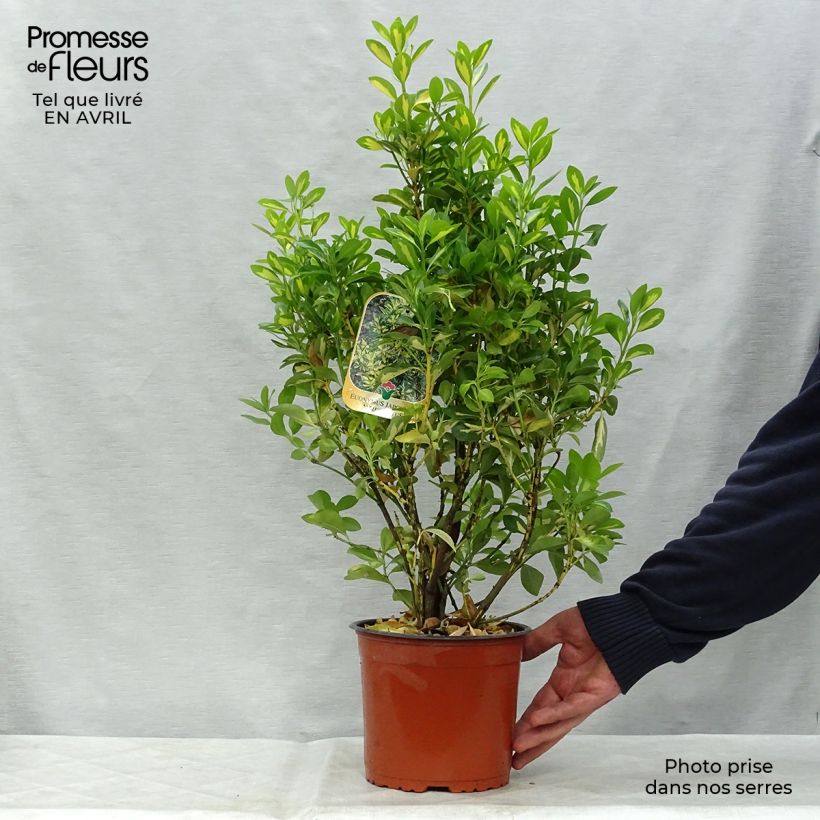 Spécimen de Euonymus japonicus Aureus - Fusain du Japon Pot de 2L/3L tel que livré au printemps