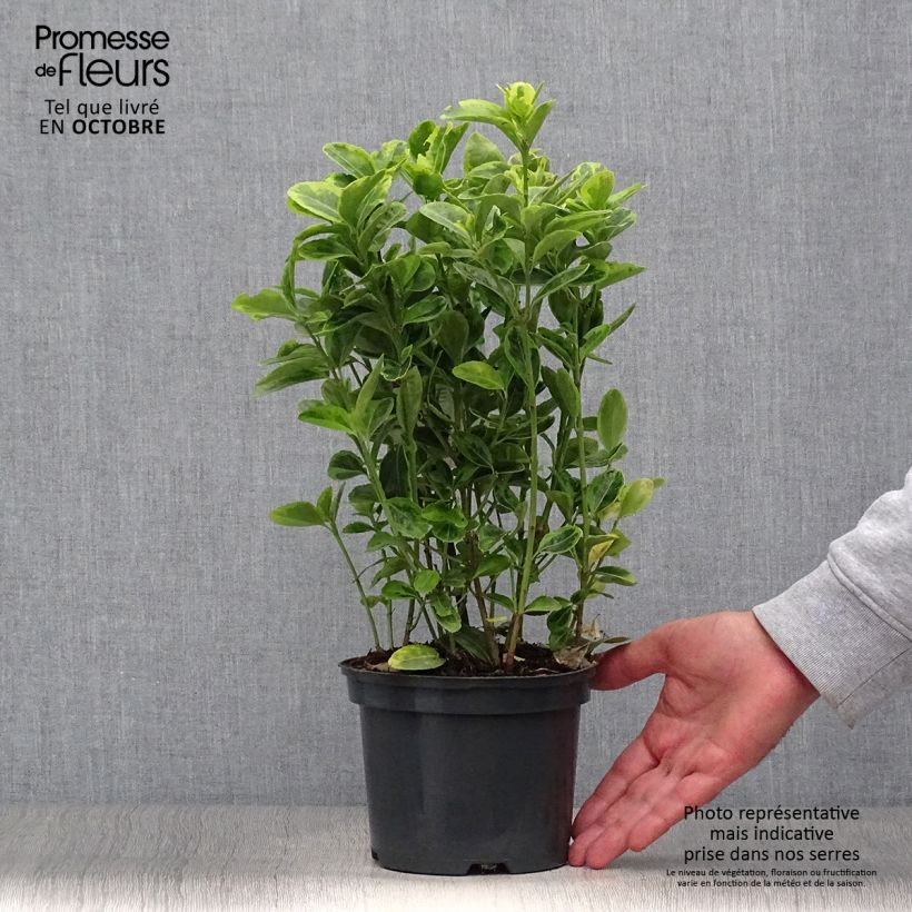 Spécimen de Euonymus japonicus Aureus - Fusain du Japon Pot de 2L/3L tel que livré en automne