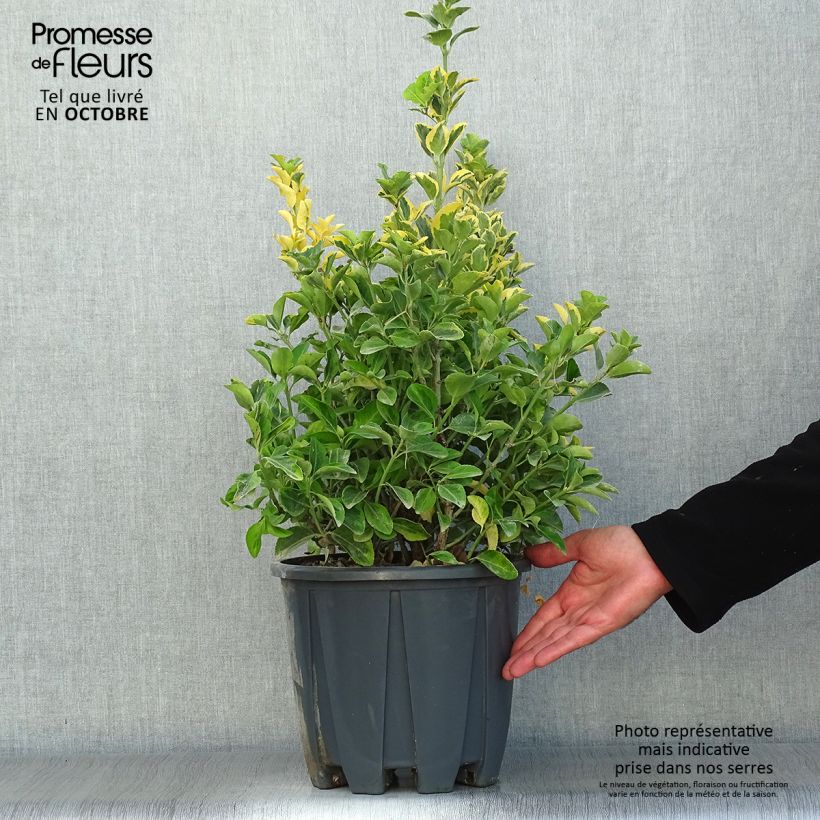 Spécimen de Euonymus japonicus Aureus - Fusain du Japon Pot de 7,5L/10L tel que livré en automne