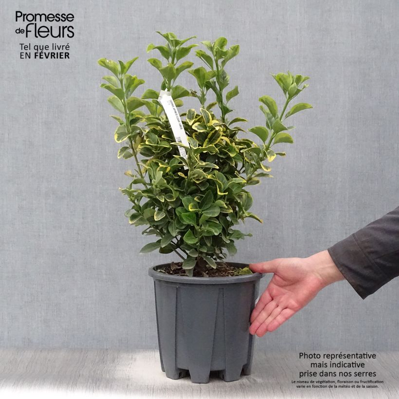 Spécimen de Euonymus japonicus Aureus - Fusain du Japon Pot de 7,5L/10L tel que livré en hiver