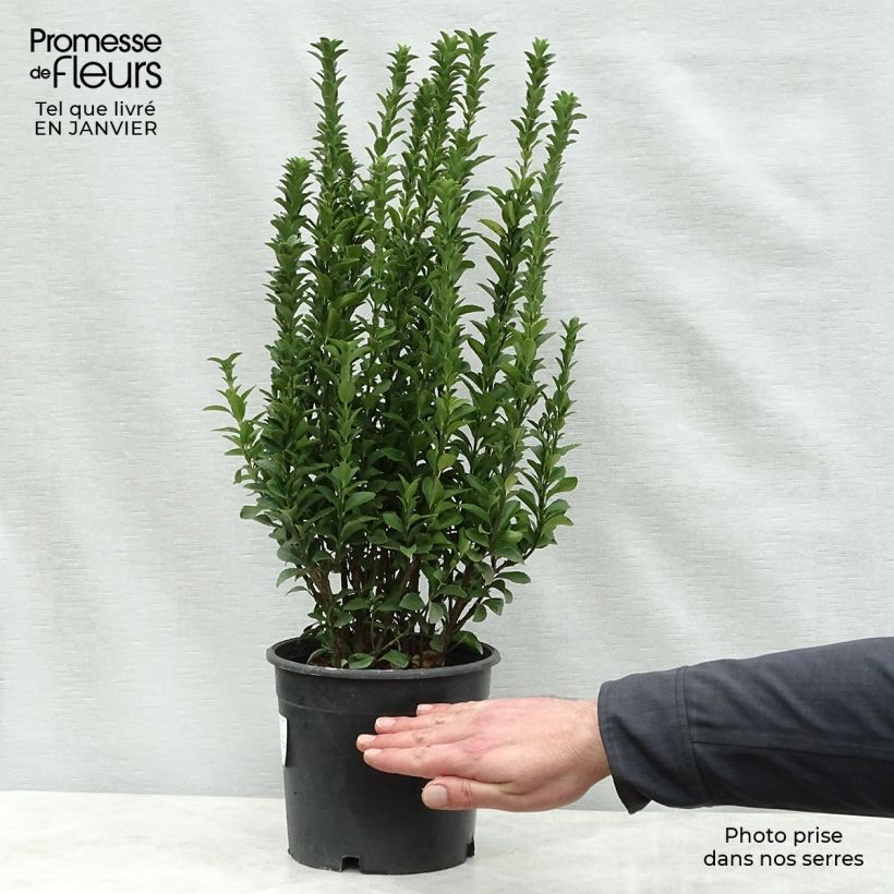 Spécimen de Euonymus japonicus Benkomasaki (Erecta) Pot de 2L/3L tel que livré en hiver