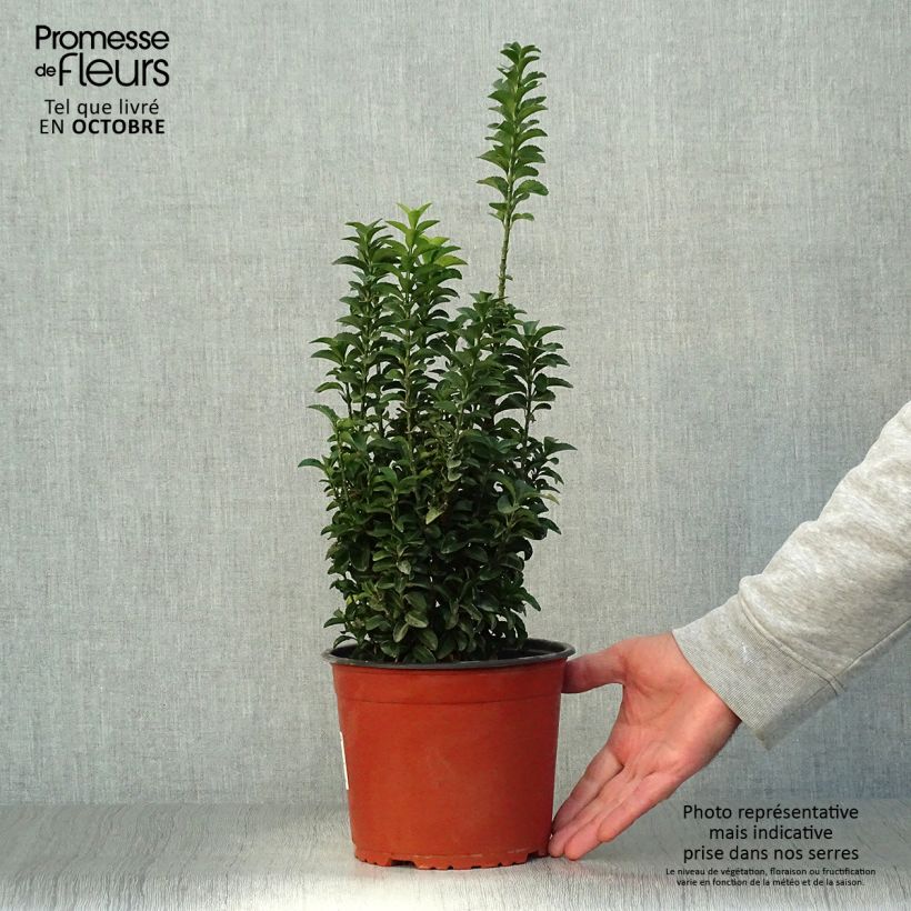 Spécimen de Euonymus japonicus Benkomasaki (Erecta) Pot de 2L/3L tel que livré en automne