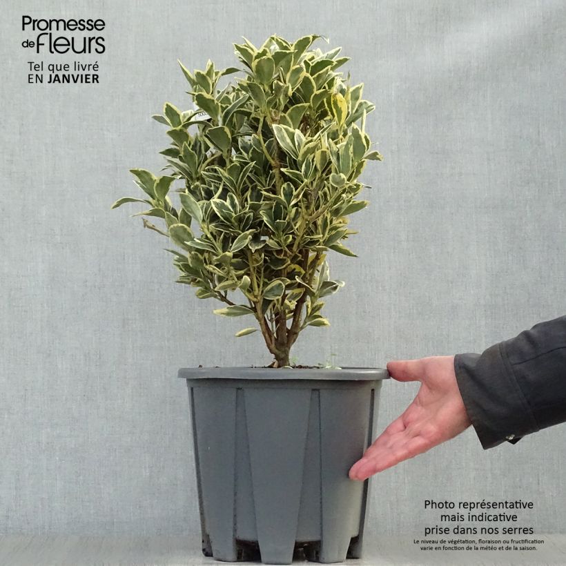 Spécimen de Euonymus japonicus Bravo - Fusain du Japon Pot de 7,5L/10L tel que livré en hiver