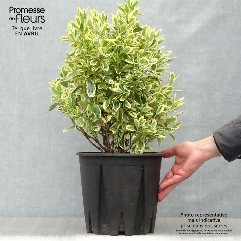 Spécimen de Euonymus japonicus Bravo - Fusain du Japon Pot de 7,5L/10L tel que livré au printemps