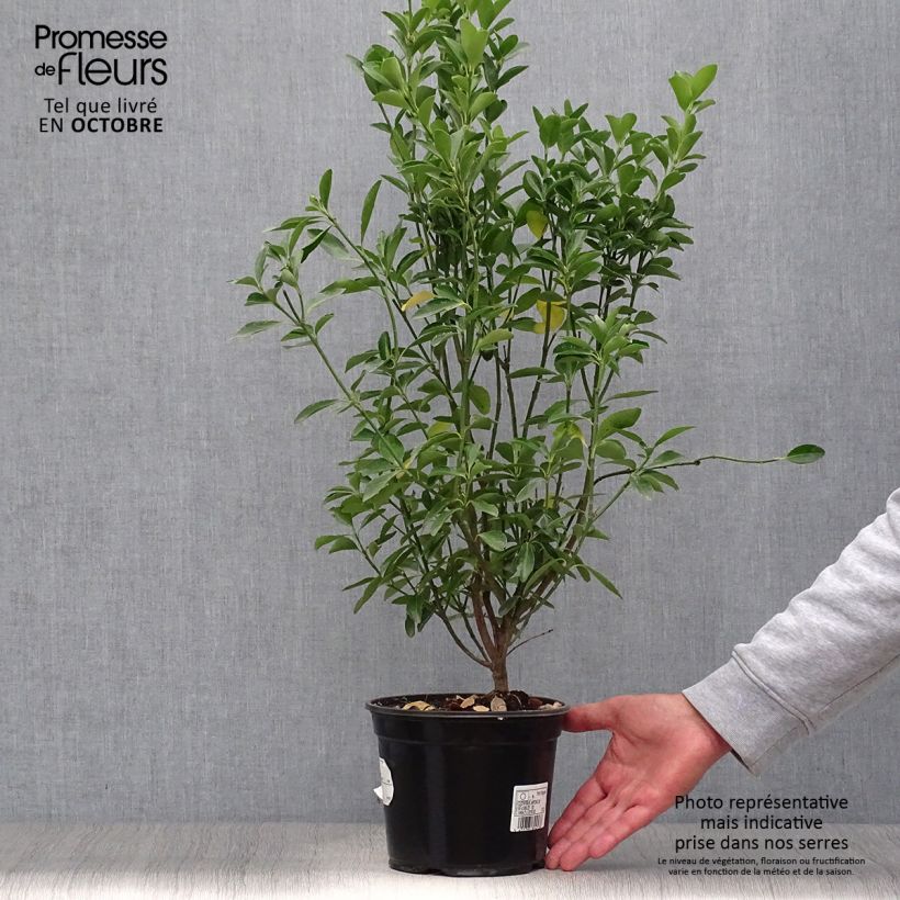 Spécimen de Euonymus japonicus - Fusain du Japon Pot de 2L/3L tel que livré en automne