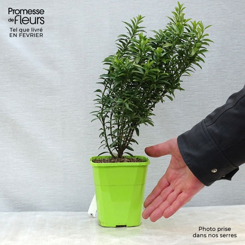 Spécimen de Euonymus japonicus Happiness - Fusain du Japon Pot de 1L/1,5L tel que livré en hiver