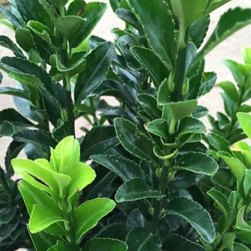 Euonymus japonicus Jean Hugues - Fusain du Japon (Feuillage)