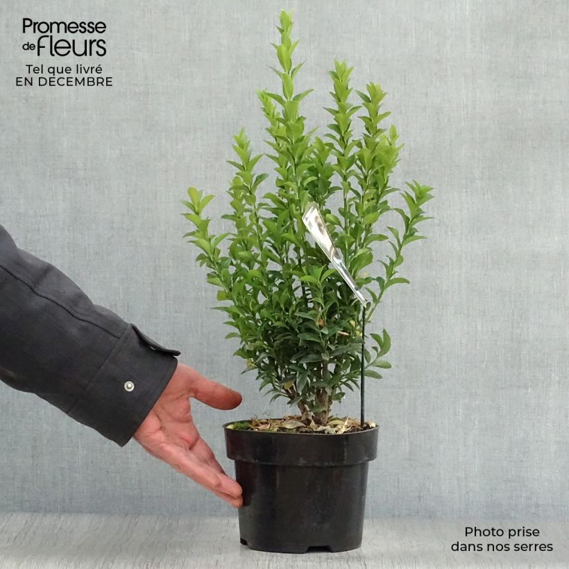 Spécimen de Euonymus japonicus Jean Hugues - Fusain du Japon   Pot de 2L/3L tel que livré en hiver