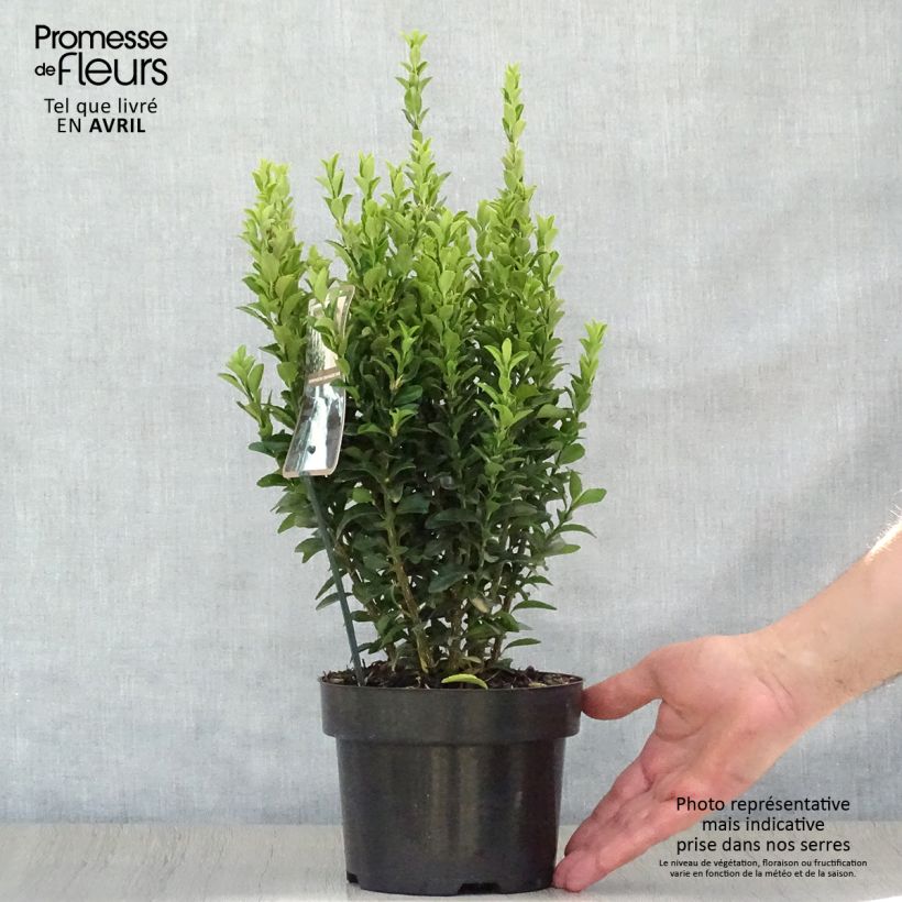Spécimen de Euonymus japonicus Jean Hugues - Fusain du Japon   Pot de 2L/3L tel que livré au printemps