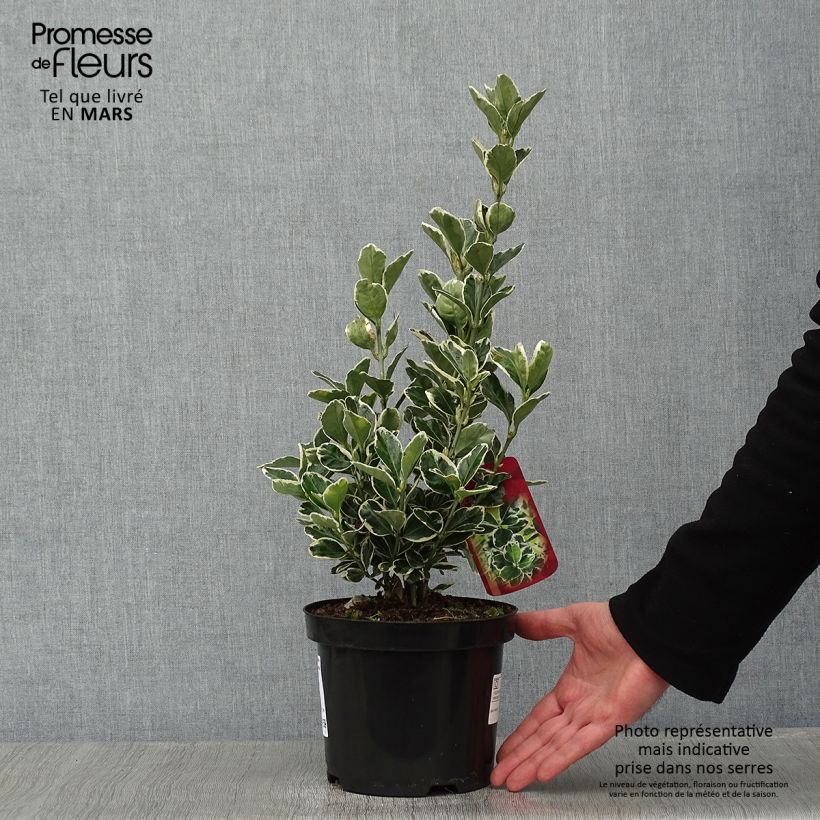 Spécimen de Euonymus japonicus Kathy - Fusain du Japon Pot de 2L/3L tel que livré en hiver