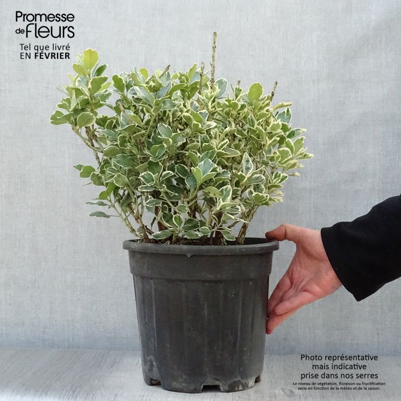 Spécimen de Euonymus japonicus Kathy - Fusain du Japon Pot de 7,5L/10L tel que livré en hiver