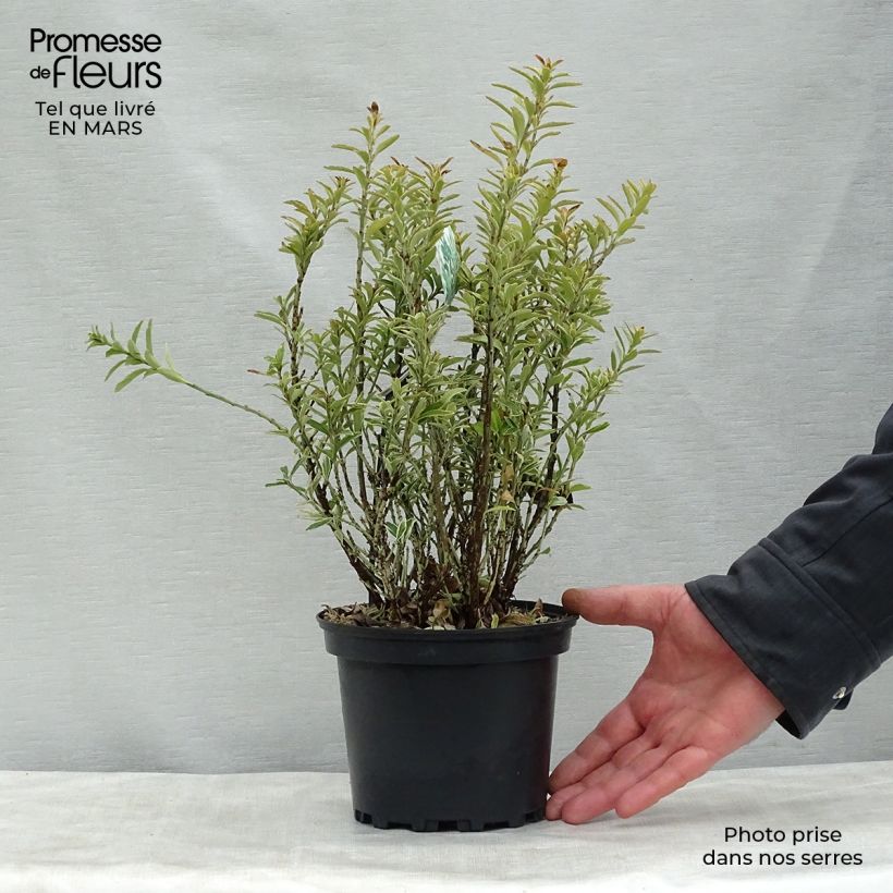 Spécimen de Euonymus japonicus Microphyllus Albovariegatus - Fusain du Japon Pot de 2L/3L tel que livré au printemps