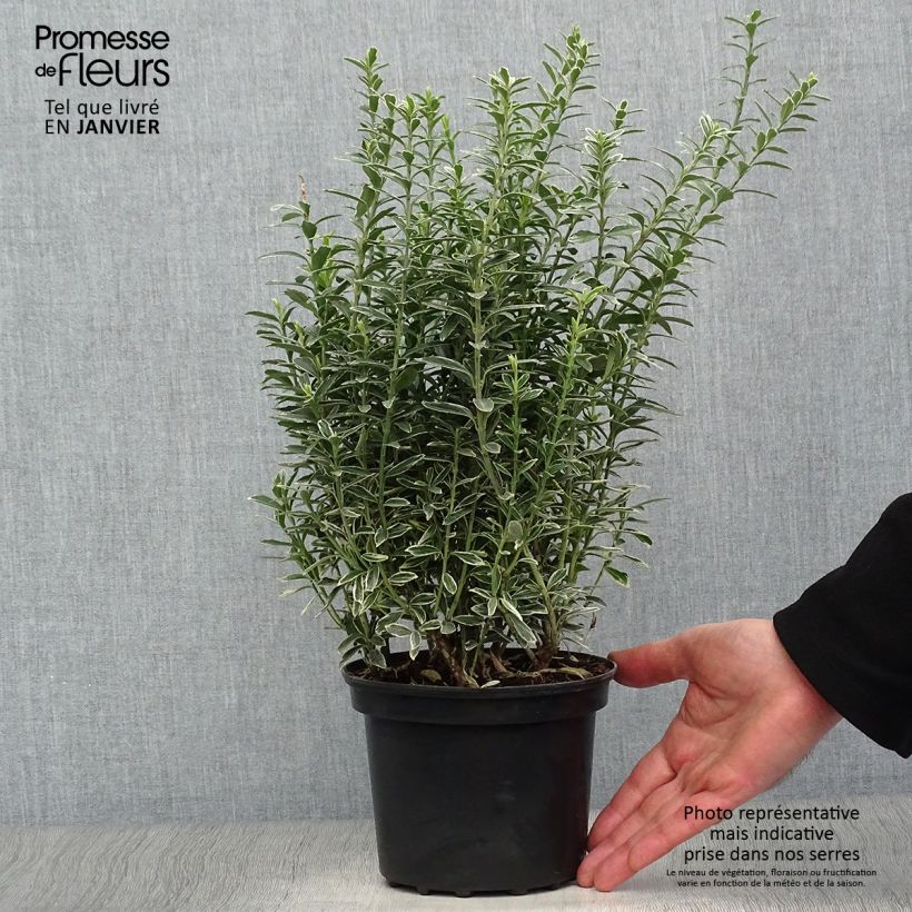 Spécimen de Euonymus japonicus Microphyllus Albovariegatus - Fusain du Japon Pot de 2L/3L tel que livré en hiver