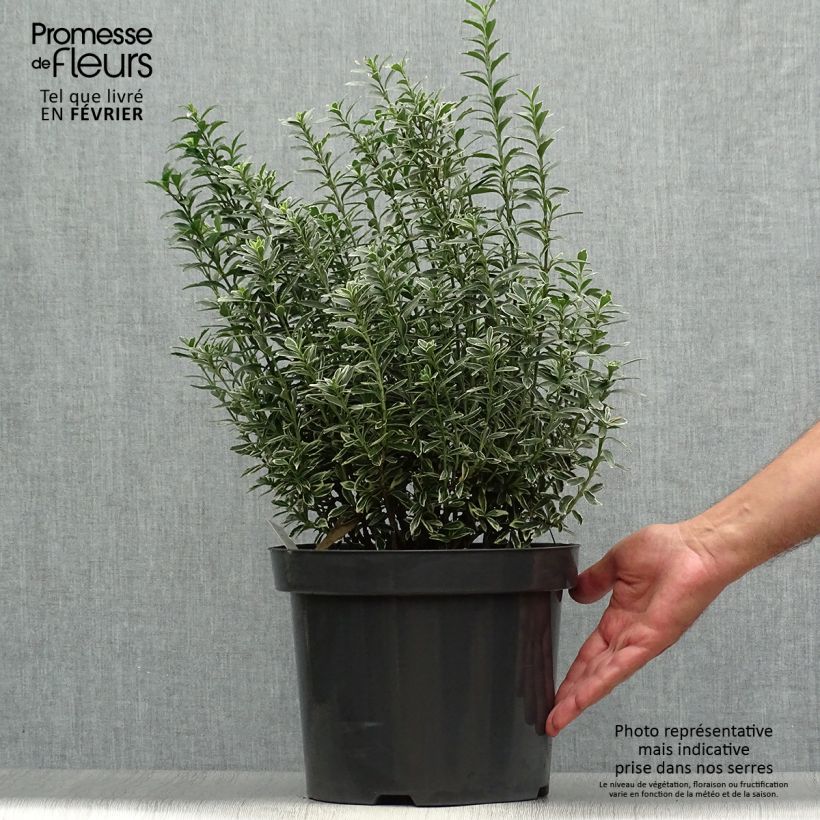 Spécimen de Euonymus japonicus Microphyllus Albovariegatus - Fusain du Japon Pot de 7,5L/10L tel que livré en automne