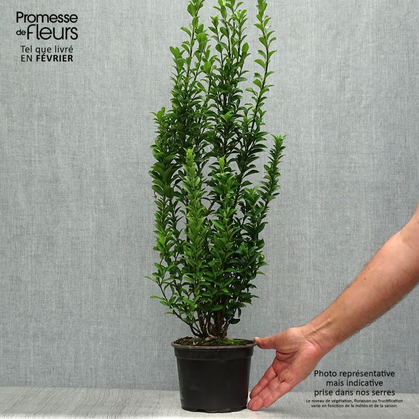 Spécimen de Euonymus japonicus Microphyllus  - Fusain du Japon Pot de 2L/3L tel que livré en automne