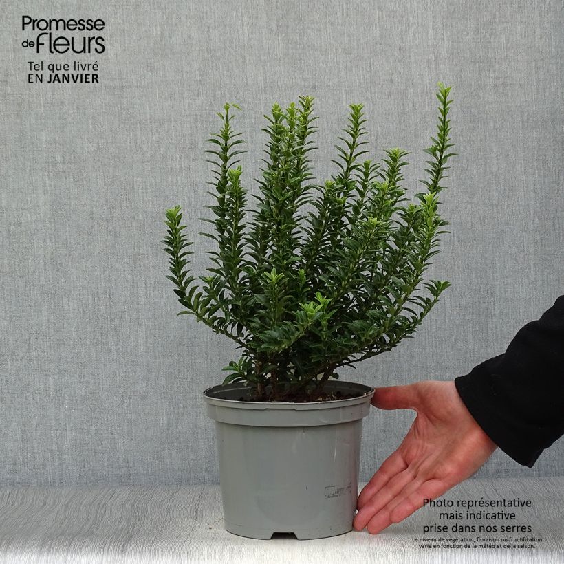 Spécimen de Euonymus japonicus Microphyllus  - Fusain du Japon Pot de 2L/3L tel que livré en hiver