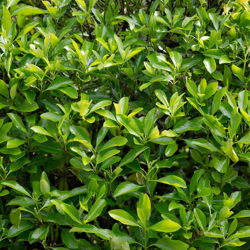 Euonymus japonicus Microphyllus - Fusain du Japon (Feuillage)