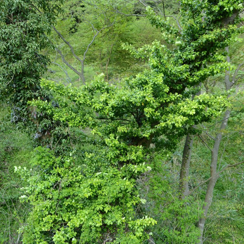 Euonymus japonicus Microphyllus - Fusain du Japon (Port)