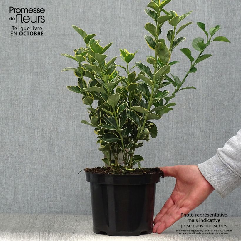 Spécimen de Euonymus japonicus Ovatus Aureus (Marieke) - Fusain du Japon Pot de 2L/3L tel que livré en automne