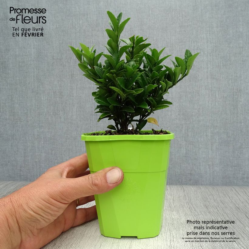 Spécimen de Euonymus japonicus Paloma Blanca - Fusain du Japon Pot de 1,5L/2L tel que livré en automne