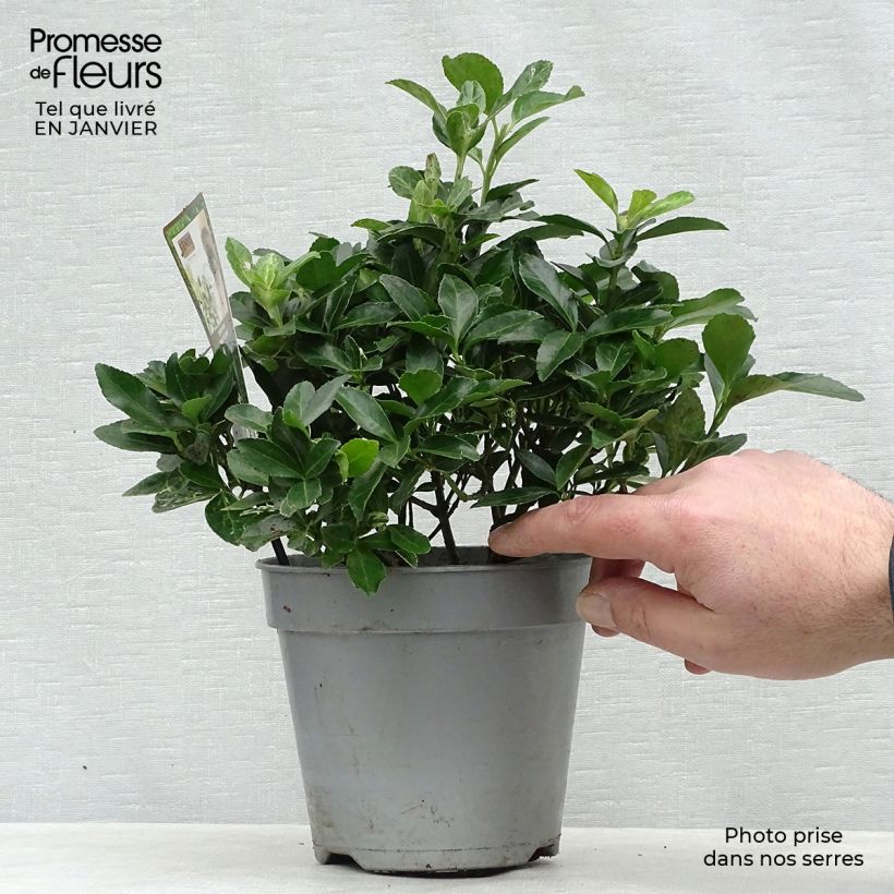 Spécimen de Euonymus japonicus Pierrolino - Fusain du Japon Pot de 1,5L/2L tel que livré en hiver