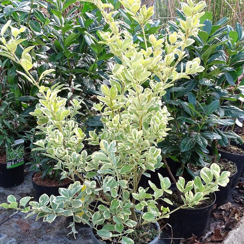 Spécimen de Euonymus japonicus Président Gauthier - Fusain du Japon Pot de 7,5L/10L tel que livré en hiver
