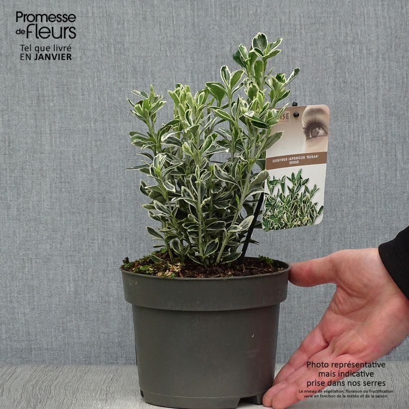 Spécimen de Euonymus japonicus Suzanne - Fusain du Japon Pot de 2L/3L tel que livré en hiver