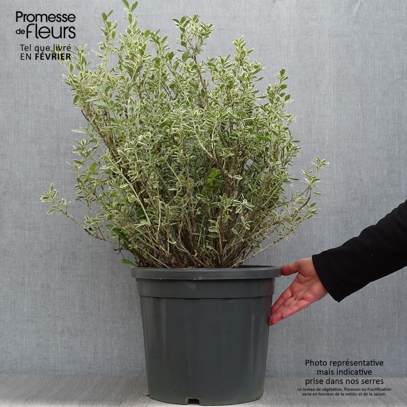 Spécimen de Euonymus japonicus Suzanne - Fusain du Japon Pot de 7,5L/10L tel que livré en hiver