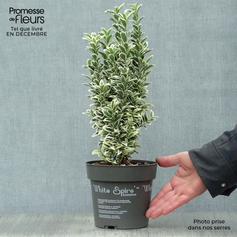 Spécimen de Euonymus japonicus White Spire - Fusain du Japon Pot de 2L/3L tel que livré en hiver