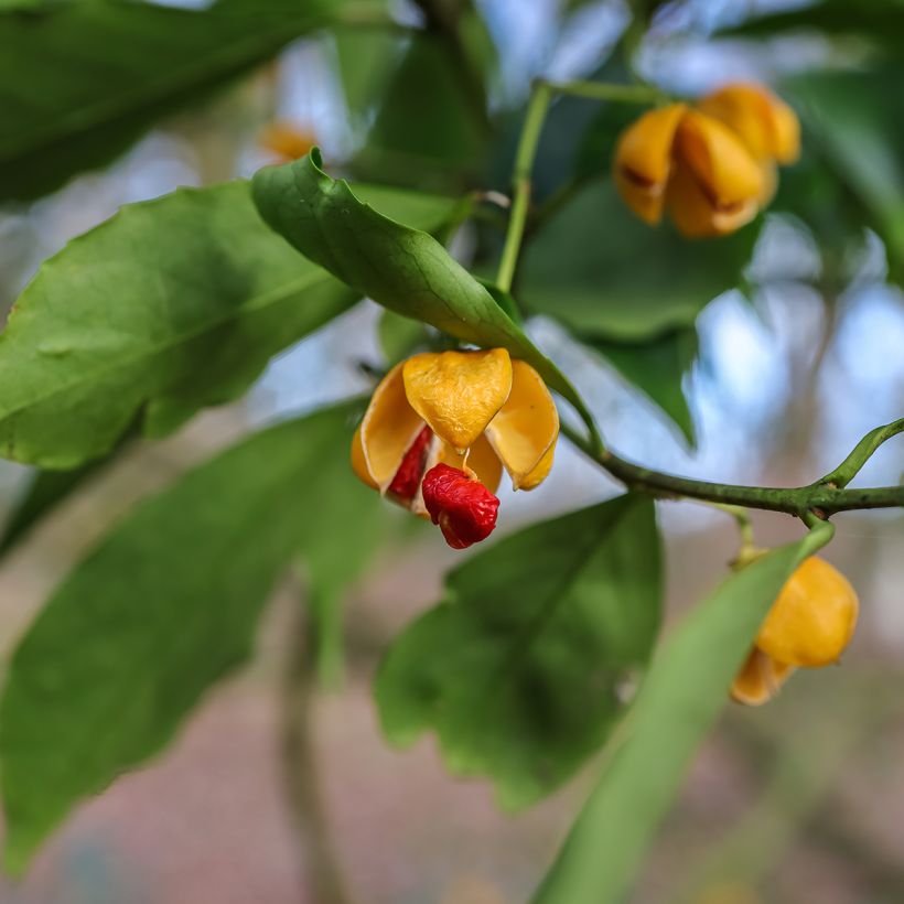 Euonymus myrianthus - Fusain de Chine  (Récolte)