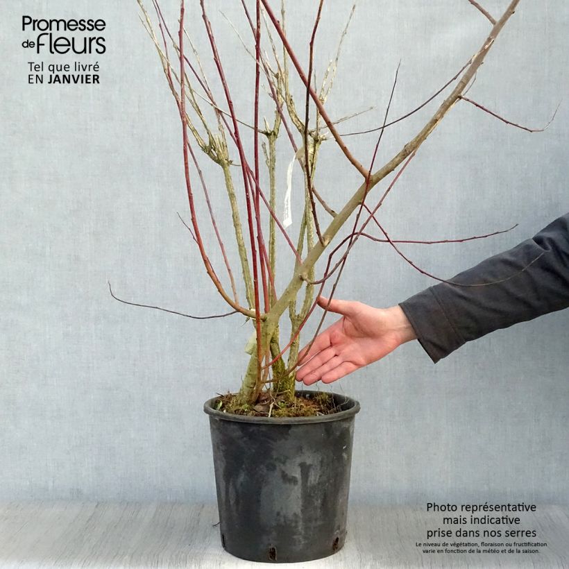 Spécimen de Euonymus phellomanus - Fusain de Chine Pot de 12L/15L tel que livré en hiver