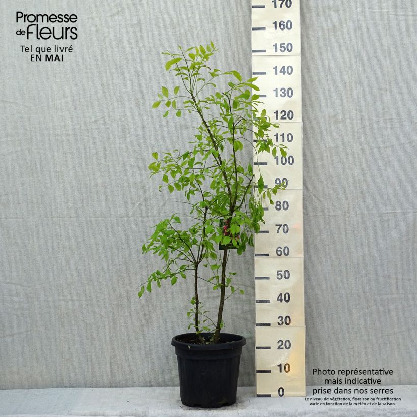 Euonymus phellomanus Vaso da 12L/15L esemplare consegnato in primavera