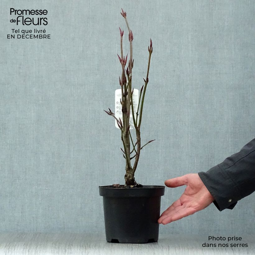 Spécimen de Euonymus planipes - Fusain Pot de 2L/3L tel que livré en hiver
