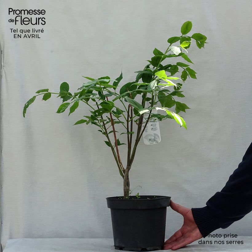 Spécimen de Euonymus planipes - Fusain Pot de 2L/3L tel que livré au printemps