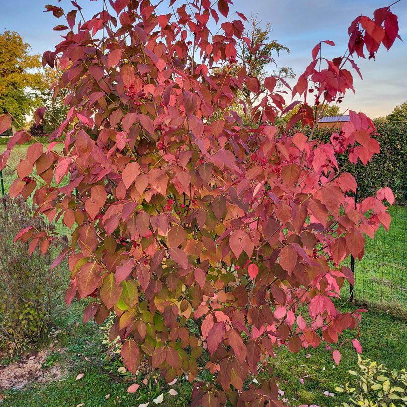 Euonymus planipes - Fusain (Port)