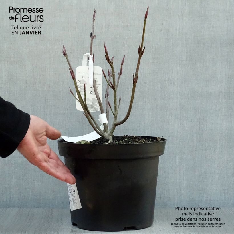 Spécimen de Euonymus planipes - Fusain Pot de 7,5L/10L tel que livré en hiver