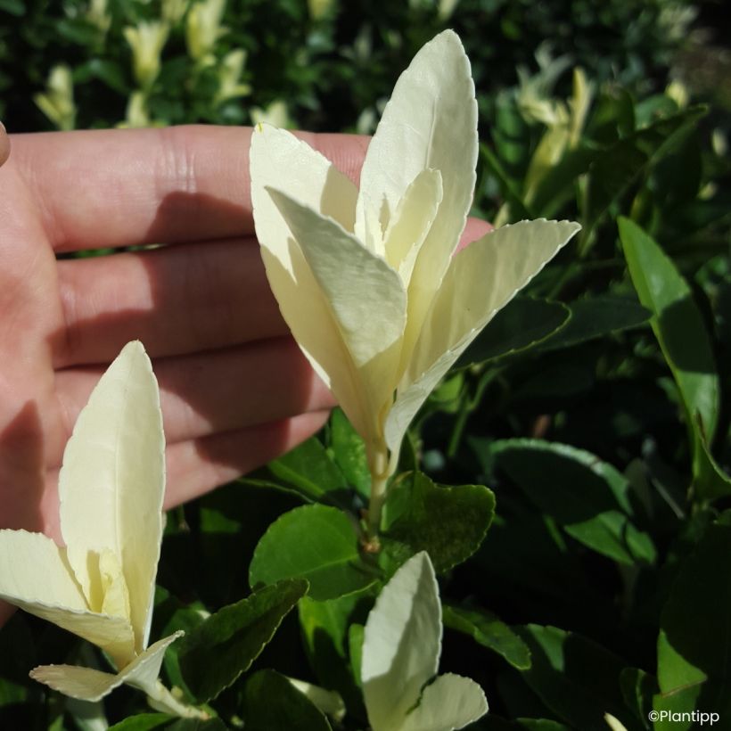 Euonymus japonicus Himalaya - Fusain du Japon (Feuillage)